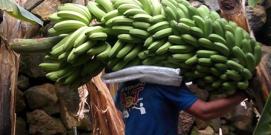 agricultor canario transportando una piña de plátanos