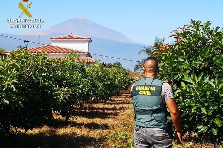 Sucesos.- Investigan a siete personas por robar cerca de mil kilos de aguacates en el norte de Tenerife