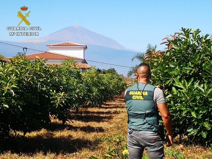 Sucesos.- Investigan a siete personas por robar cerca de mil kilos de aguacates en el norte de Tenerife