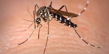NUEVO EJEMPLAR DE AEDES EN CANARIAS 20-8-24
