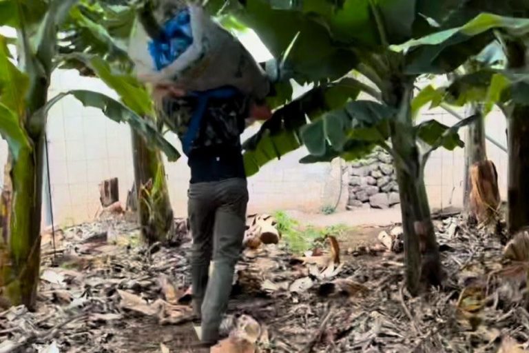 agricultores en una finca de plátano canario (1)