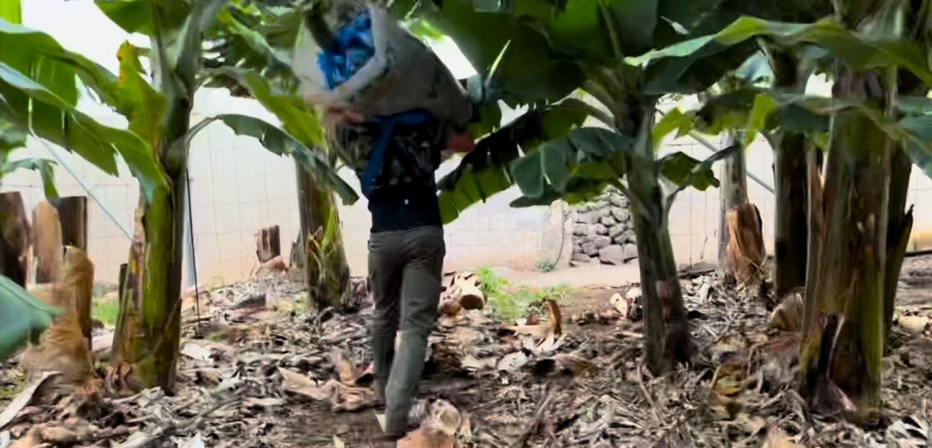 agricultores en una finca de plátano canario (1)