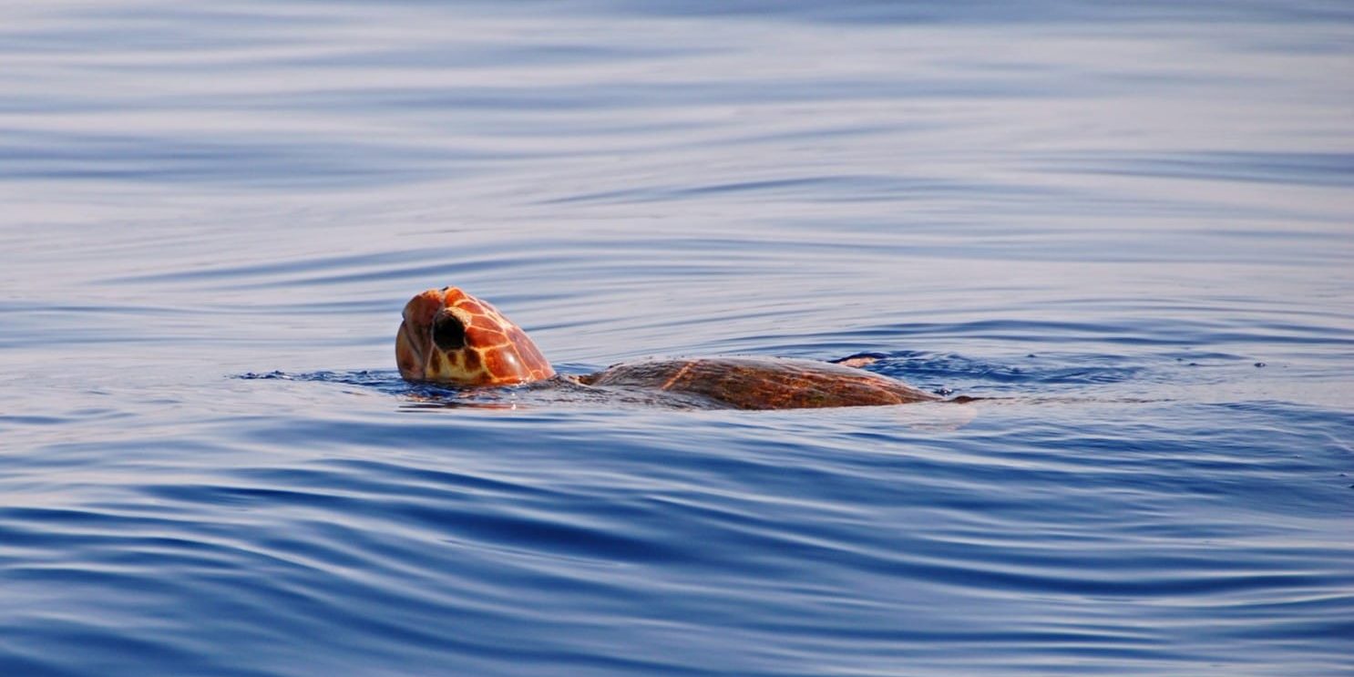 Tortuga boba (1)