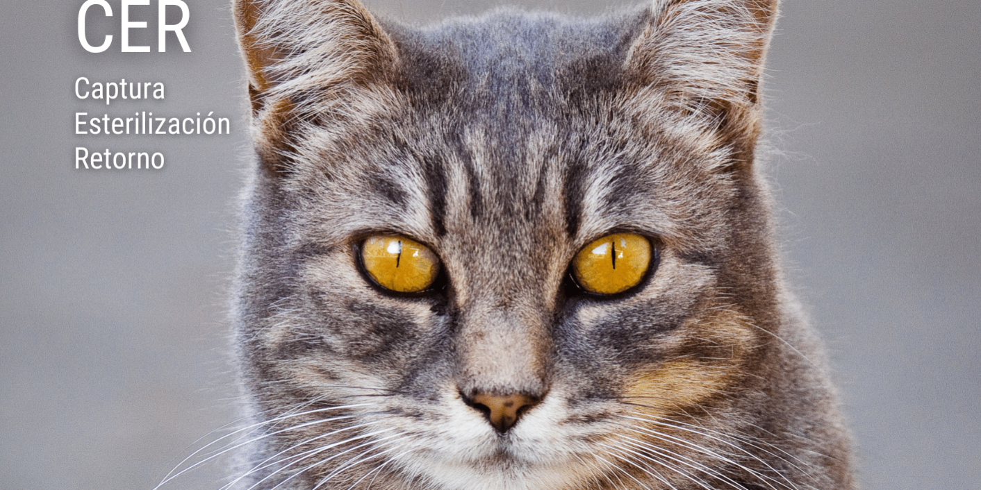 colonias gato – ayto santa ursula (1)