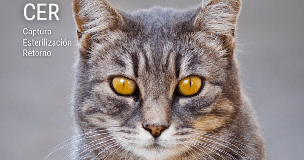 colonias gato – ayto santa ursula (1)