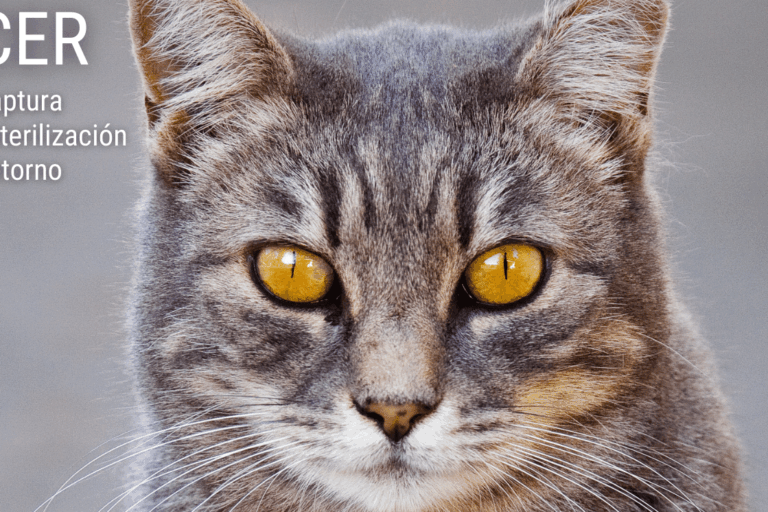 colonias gato – ayto santa ursula (1)