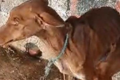 241015 Detenido e imputado por un posible delito de maltrato animal cont…