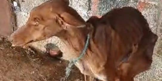 241015 Detenido e imputado por un posible delito de maltrato animal cont…