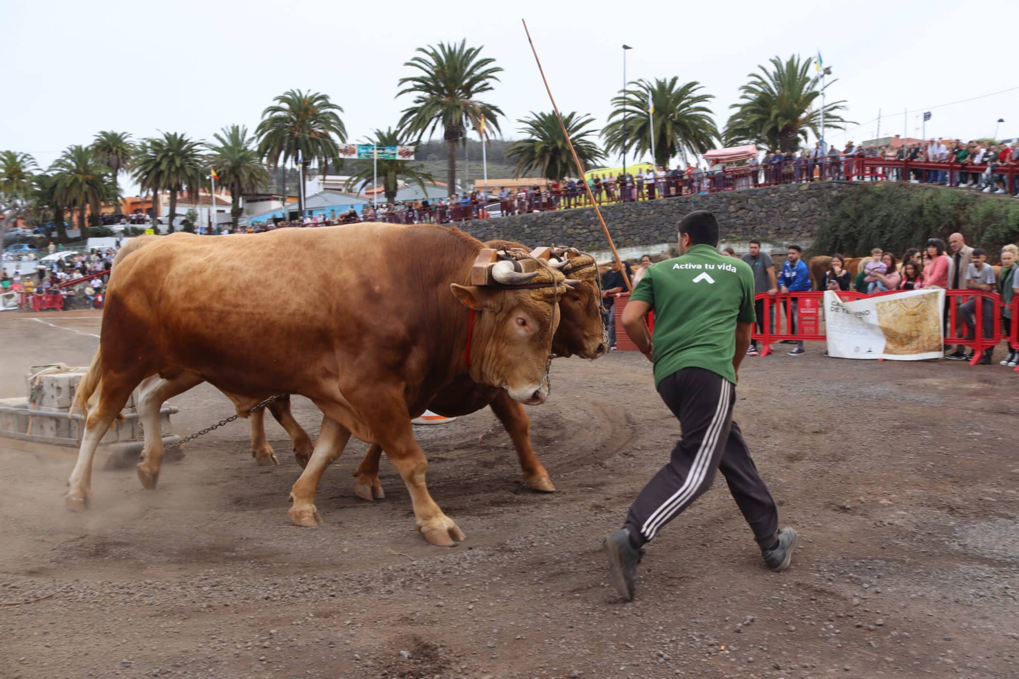 GANADERÍA TACORONTE