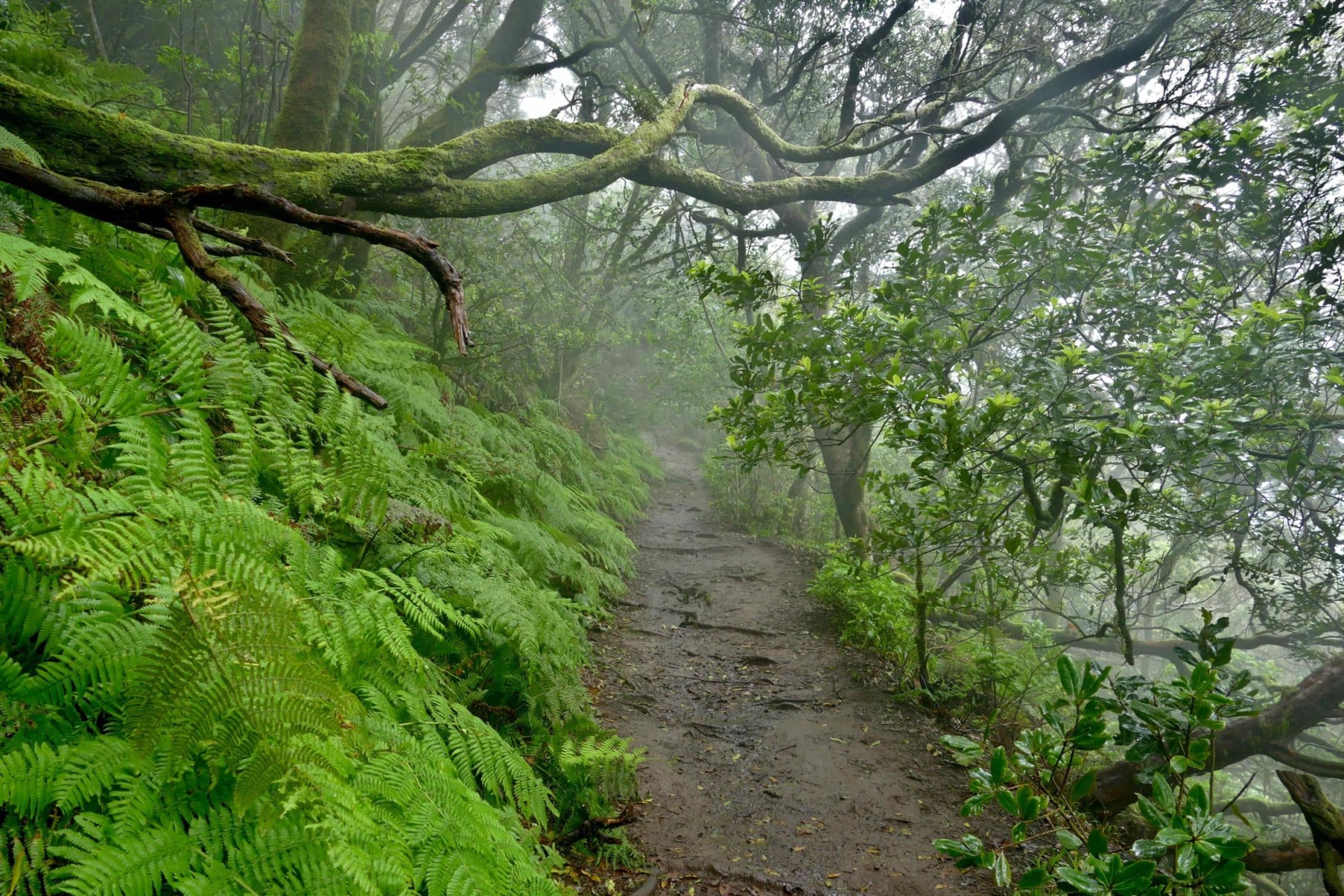 Ruta en Anaga