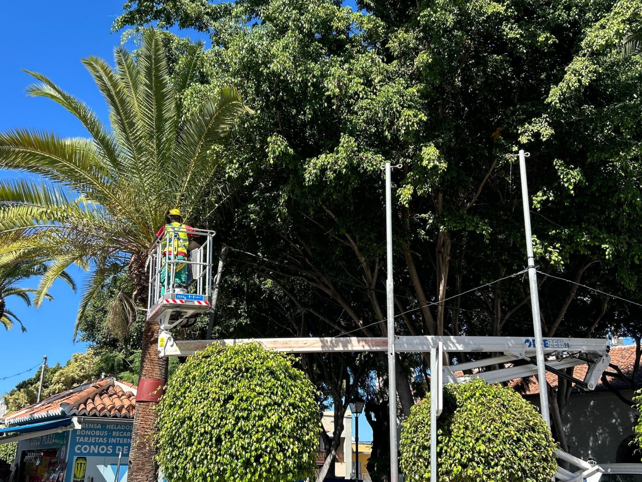 Servicio de poda y limpieza de vías Santa Úrsula (1)