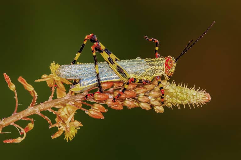 02 El maravilloso mundo de los insectos – Mario Fiorucci