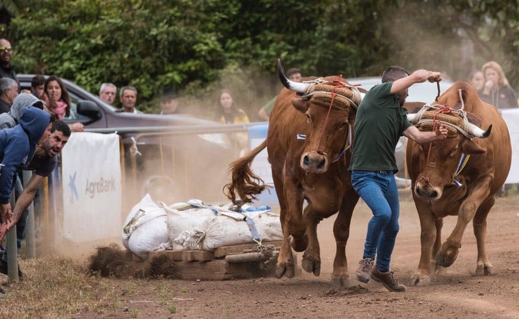 FOTO. Imagen de una prueba de arrastre de ganado
