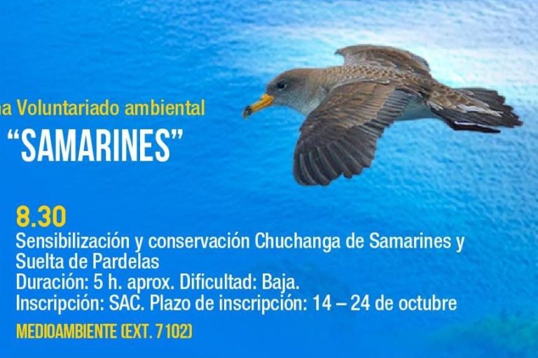 PARDELA CENICIENTA-CANDELARIA 7-11-24