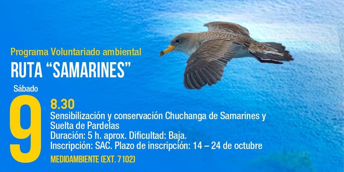 PARDELA CENICIENTA-CANDELARIA 7-11-24