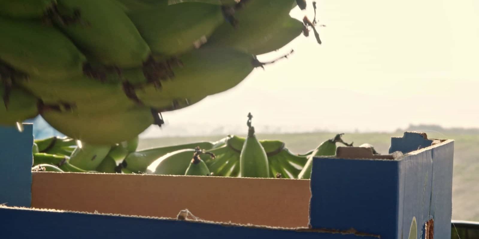 Musa paradisiaca 3