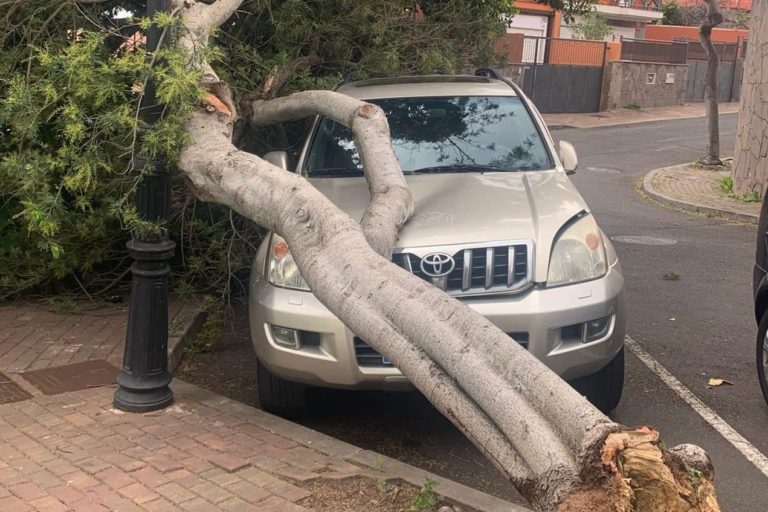 TACORONTE_ Caída de árbol sobre vehículo