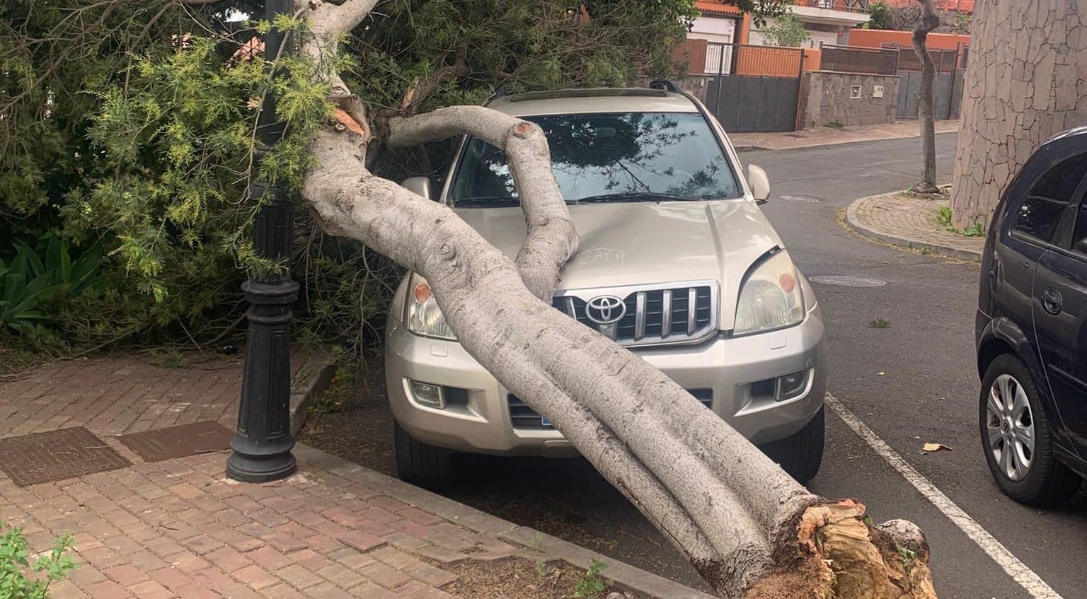 TACORONTE_ Caída de árbol sobre vehículo