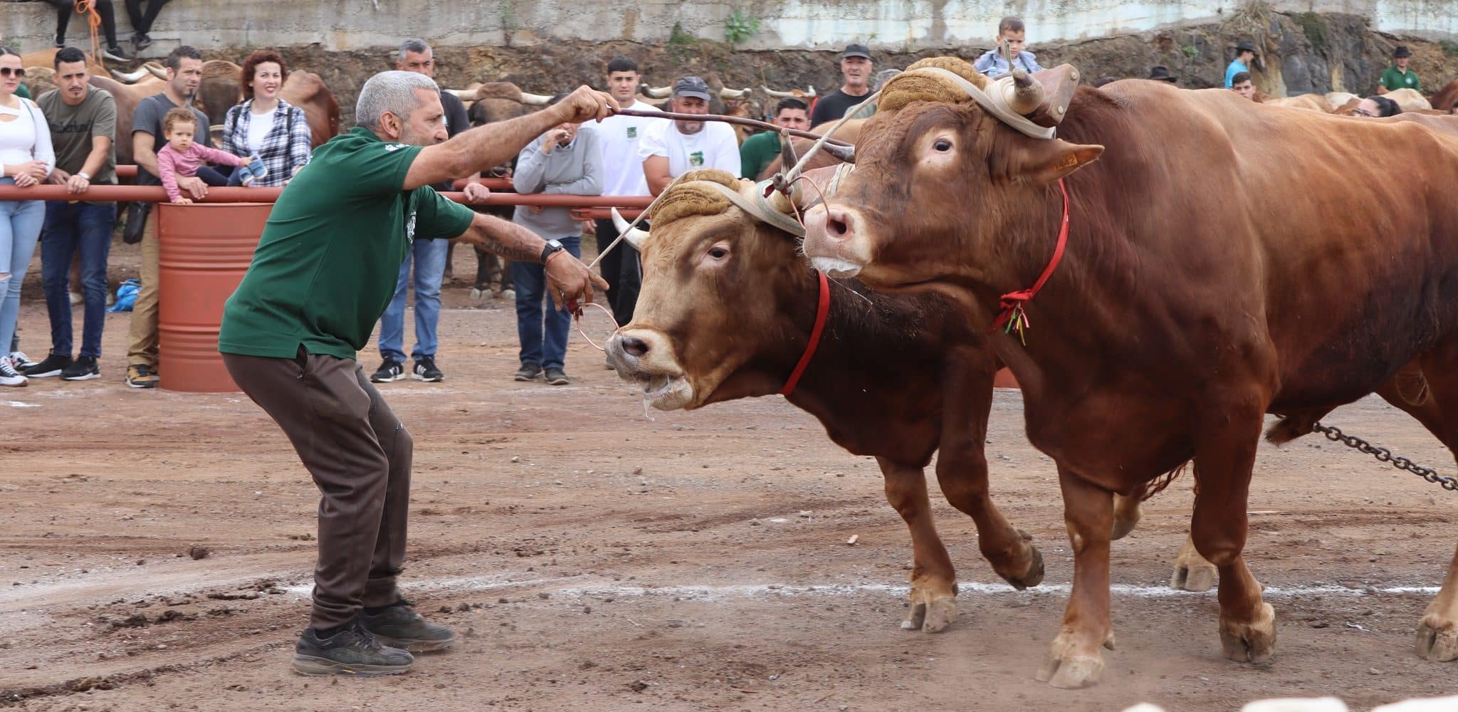 04_ CONCURSO ARRASTRE DE GANADO TACORONTE 2024