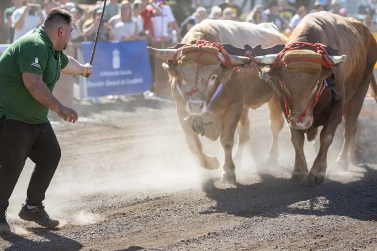 05_ CONCURSO ARRASTRE DE GANADO 2025