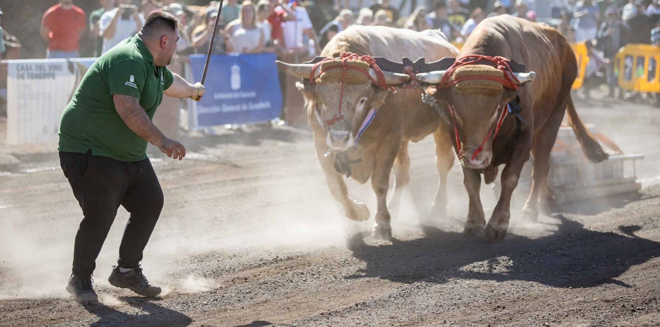 05_ CONCURSO ARRASTRE DE GANADO 2025