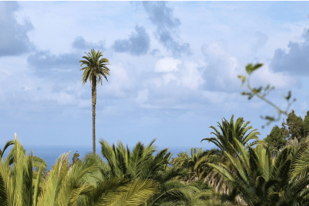 European Travel Commission Canary Island
