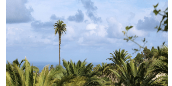 European Travel Commission Canary Island