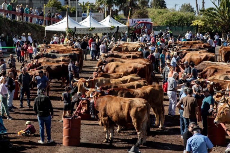 FERIA GANADO TACORONTE 1