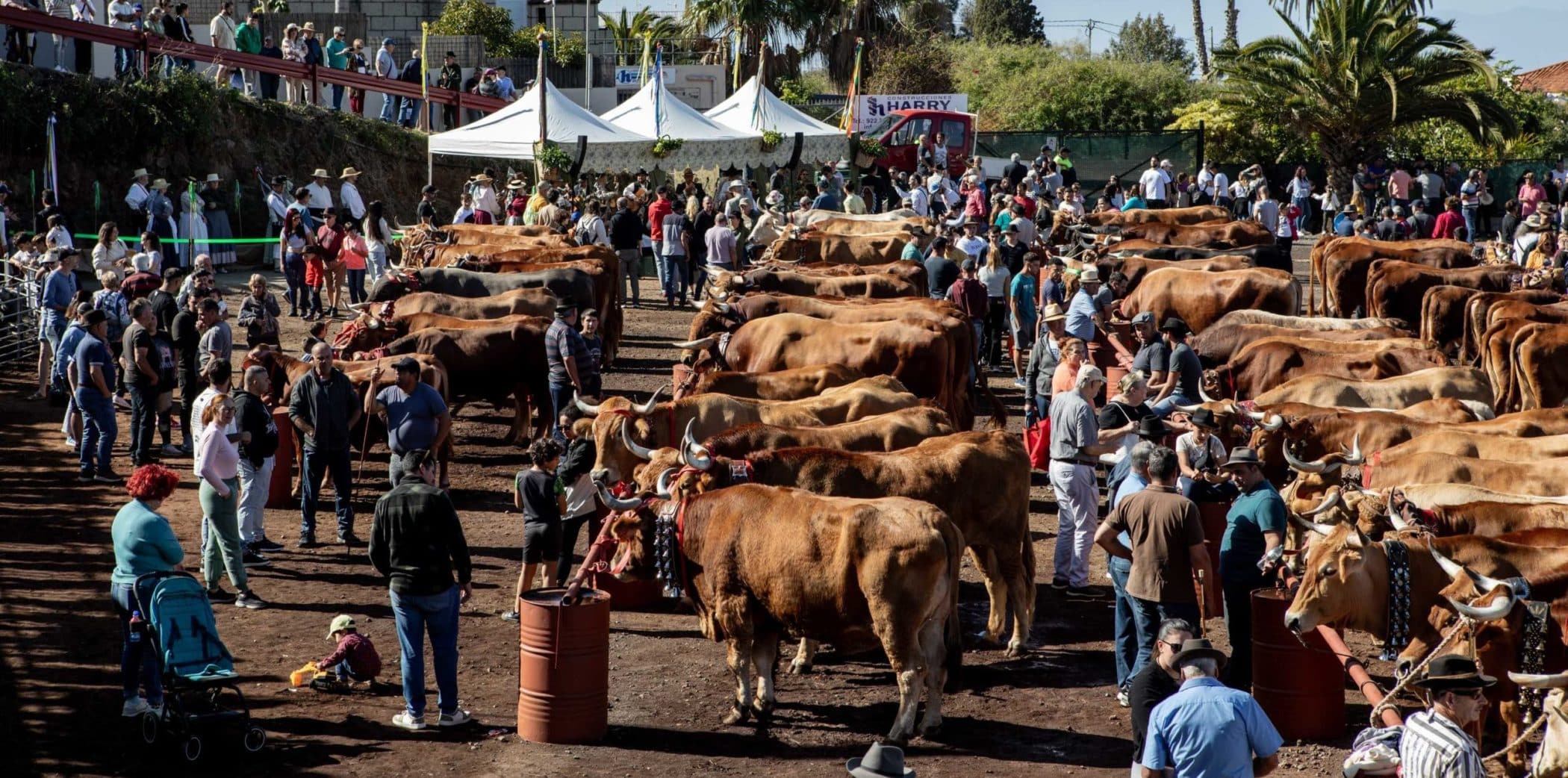 FERIA GANADO TACORONTE 1