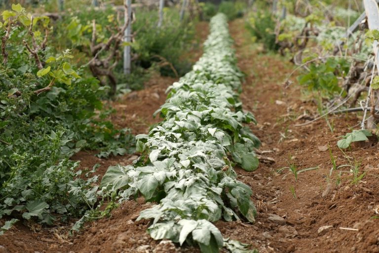 060225 Cultivo de papas en La Gomera