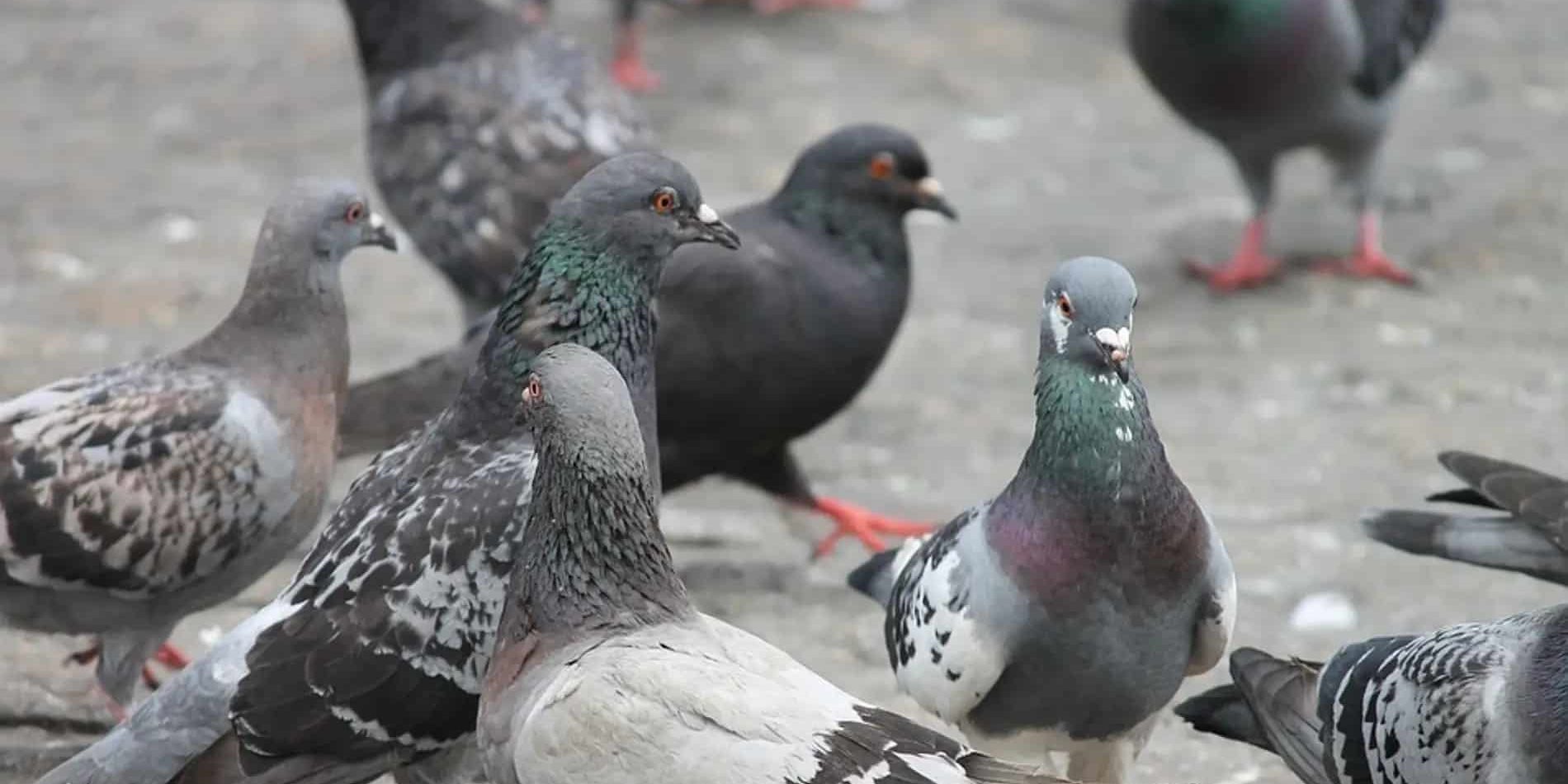 250213 Palomas