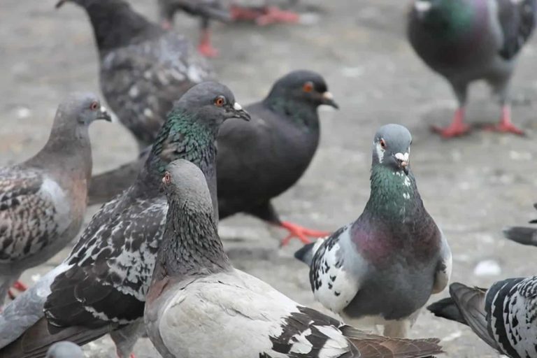 250213 Palomas