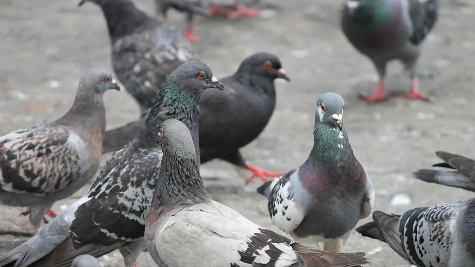 250213 Palomas
