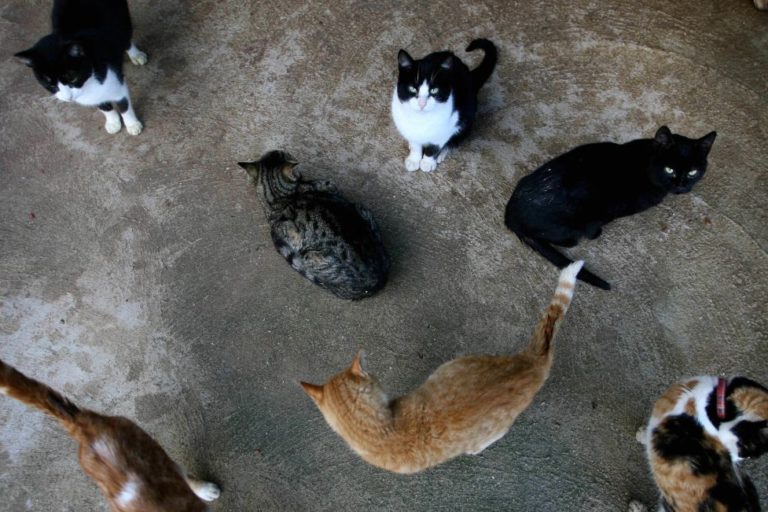 250222 Colonia gatos