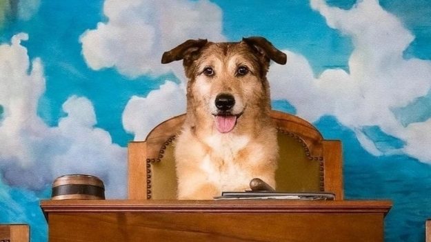 El juicio del perro