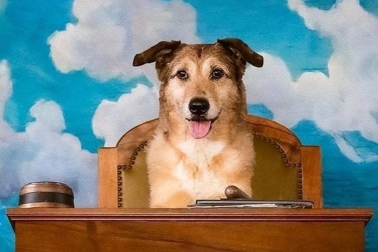 El juicio del perro