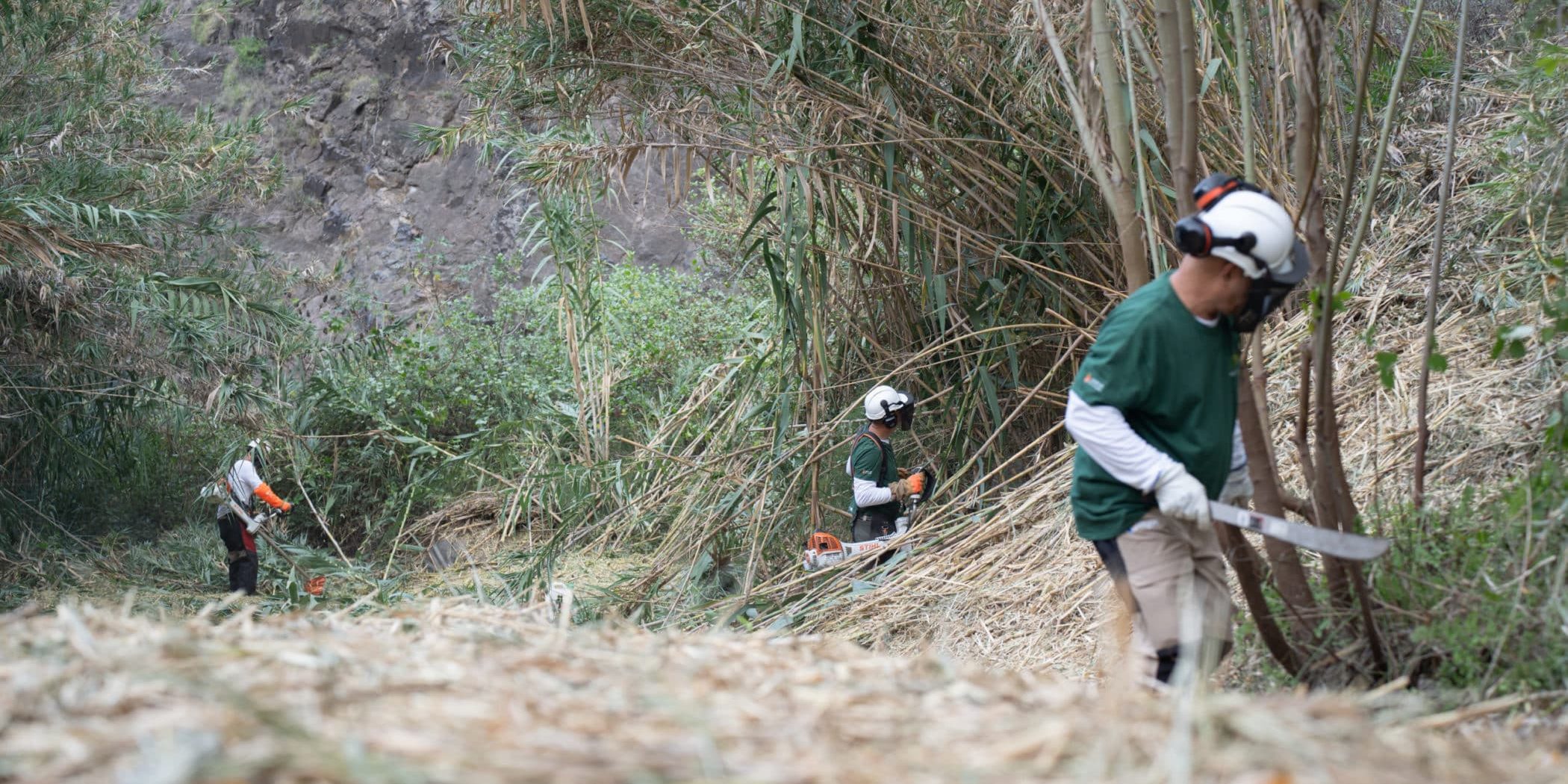 180325 trabajos de eliminación de caña común en el barranco de Hermigua