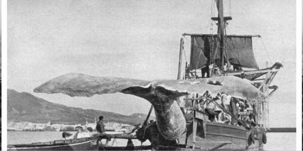 El Viajero – Moby Dick