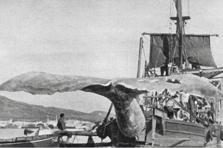 El Viajero – Moby Dick