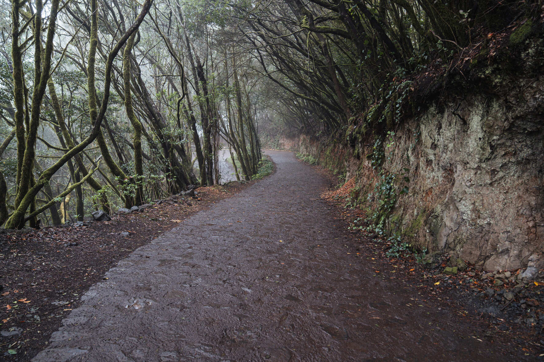 Acceso a Las Mimbreras – El Cedro