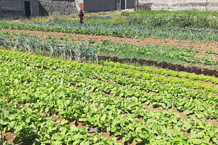 Arona. Agricultura