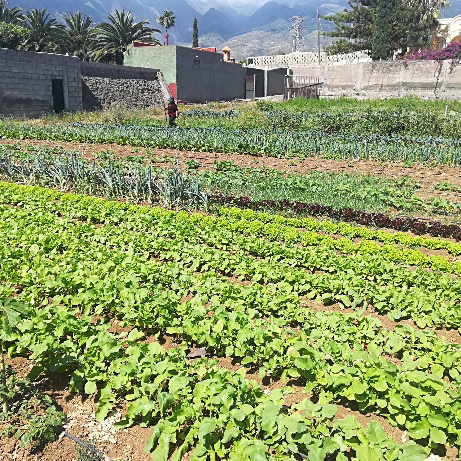 Arona. Agricultura