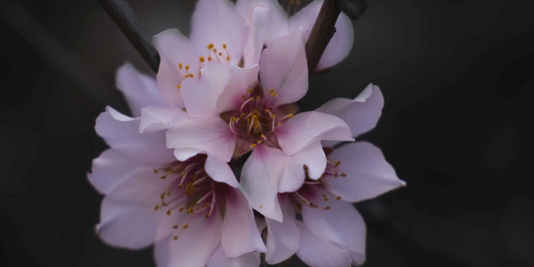 Primer premio fotografía macro (1)