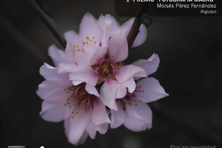 Primer premio fotografía macro (1)