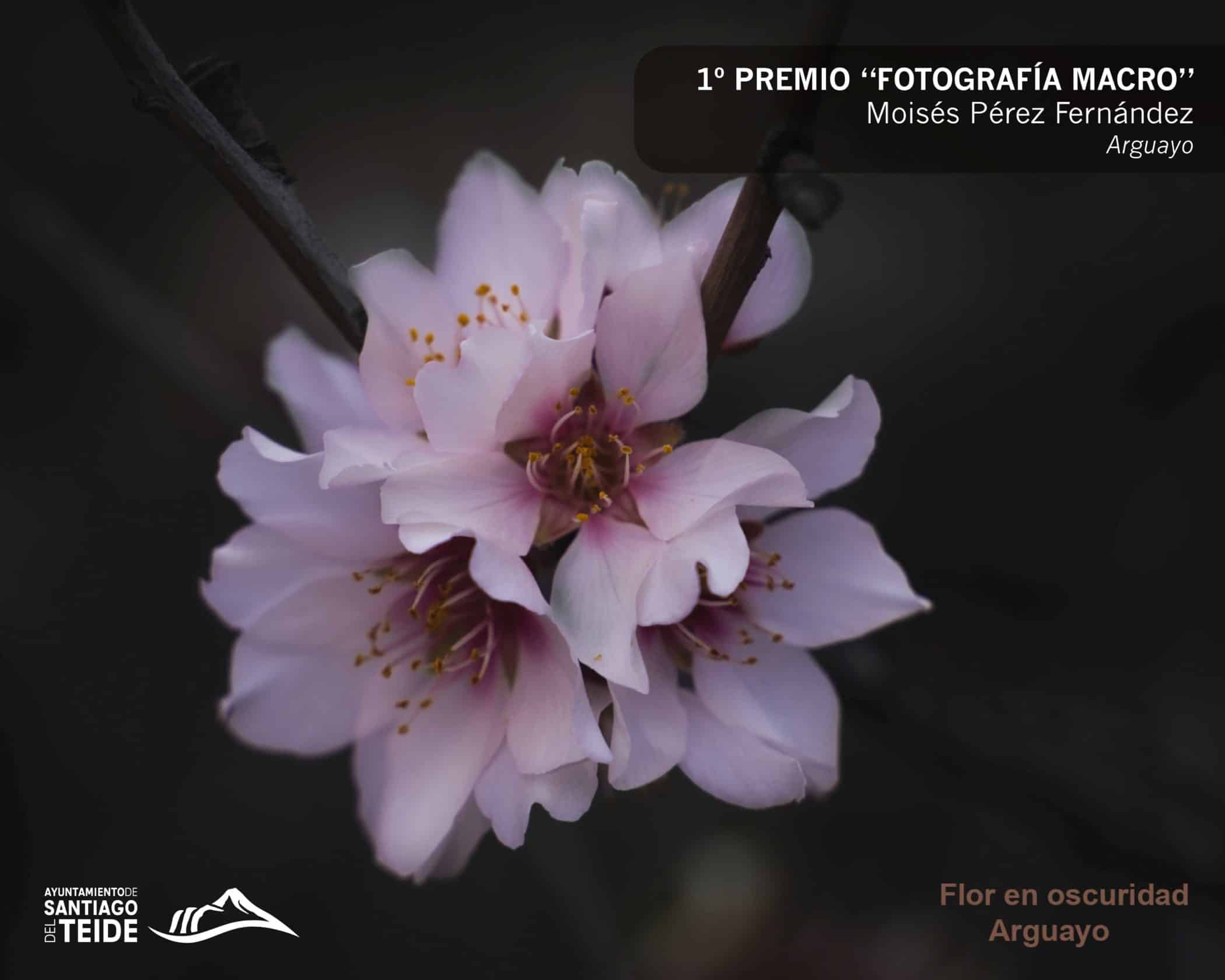 Primer premio fotografía macro (1)