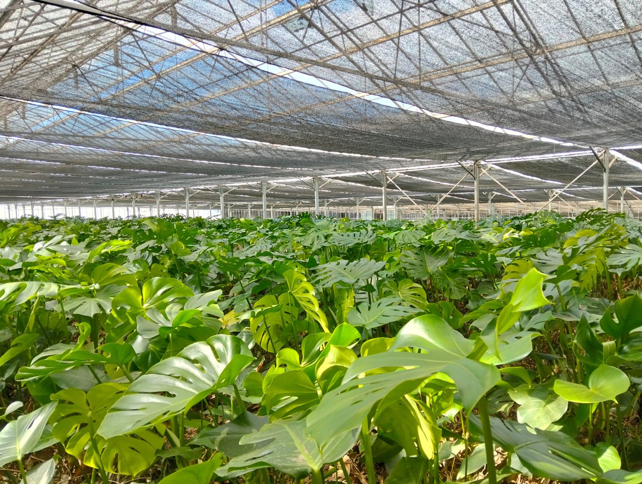 Fincas 4