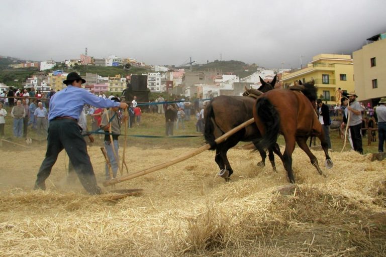 feria ganado (3)