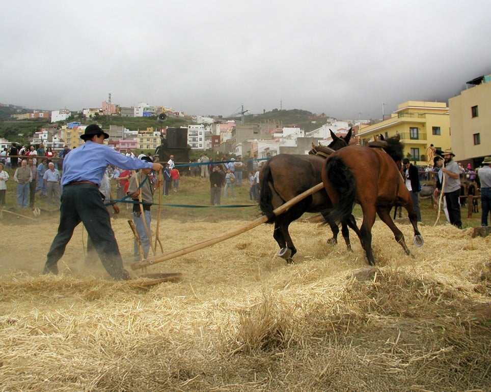feria ganado (3)