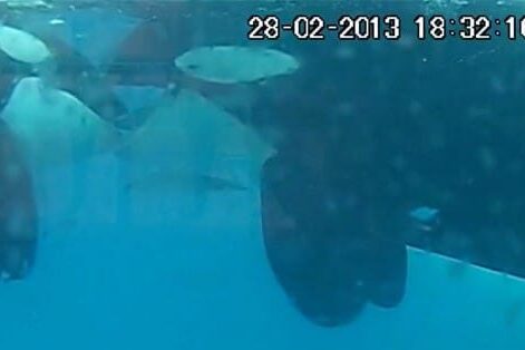 Foto Orca 1