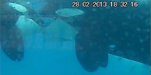Foto Orca 1